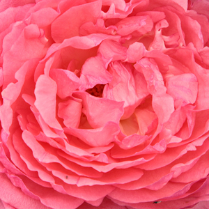 Kупить В Интернет-Магазине - Poзa Пантер Роз - розовая - Чайно-гибридные розы - роза с тонким запахом - Мари-Луис Мейланд - Большинство крупноцветковых роз чувствительно к  мучнистой росе и пятнистости листьев. Сорт Pink Panther составляет исключение. Розовые кусты с матовыми, бронзово-красными листьями постоянно цветут все лето и осень.